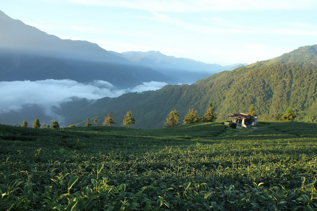 迎接國際茶日！Booking.com 特選「茶香目的地」(圖片取自 Unsplash)