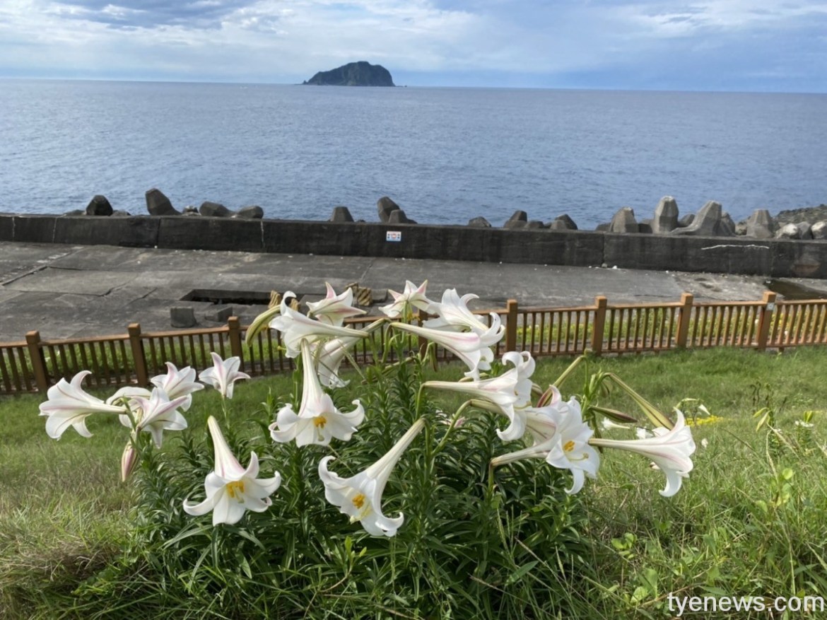 海科館復育鐵砲百合 重現八斗子之花榮景 17 S 26443795