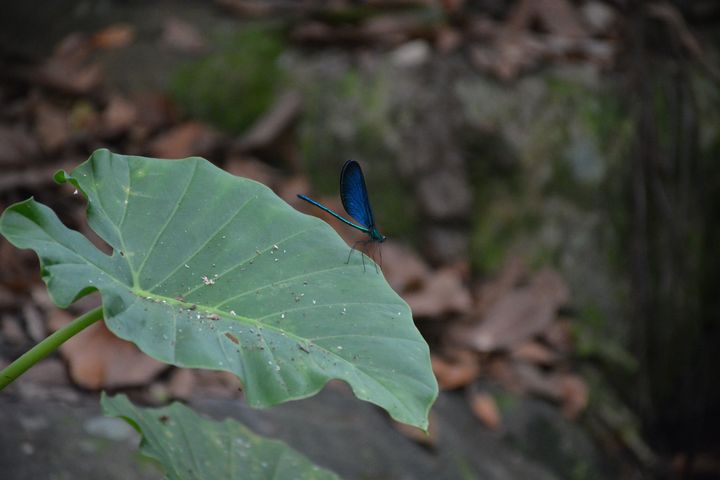 【賴瑟珍看台灣】三富休閒農場徐文良與自然為伍、生態為友 打造萬物共榮的快樂農場