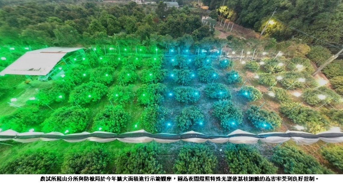 荔枝栽培新妙方 - 夜間特殊光譜燈照防治荔枝細蛾