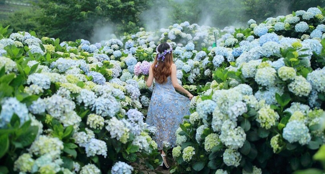 竹子湖繡球花季520開始 當日快閃音樂會聽花開的聲音