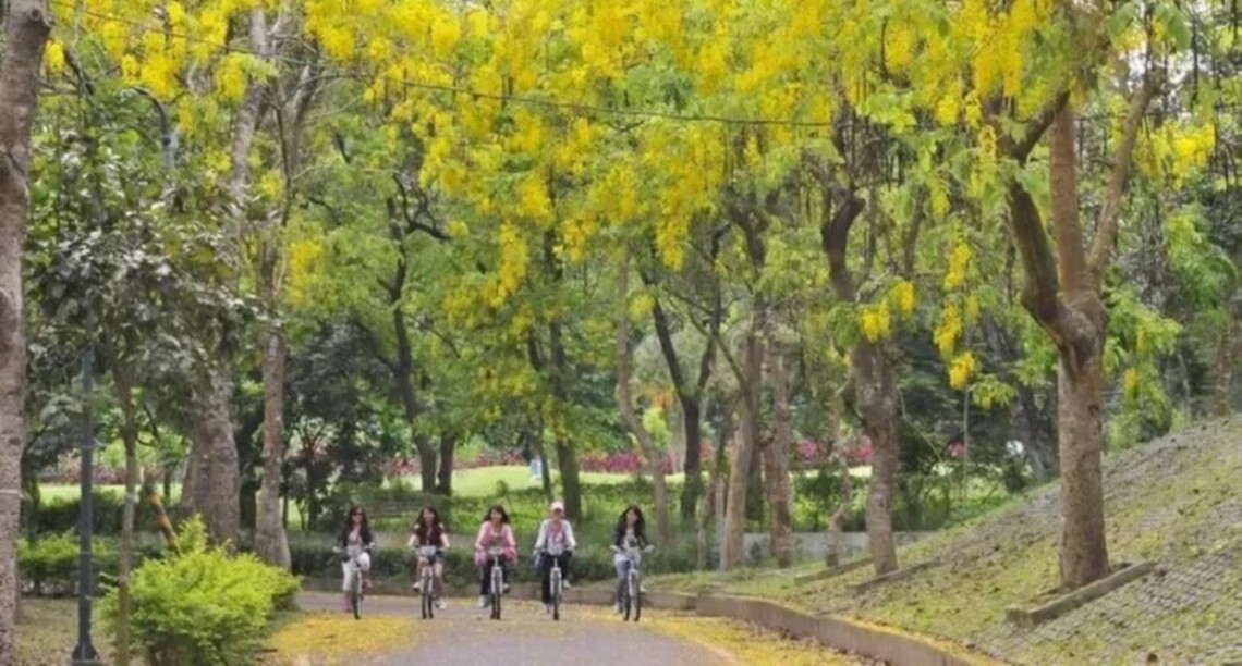 台南虎頭埤阿勃勒花季將登場