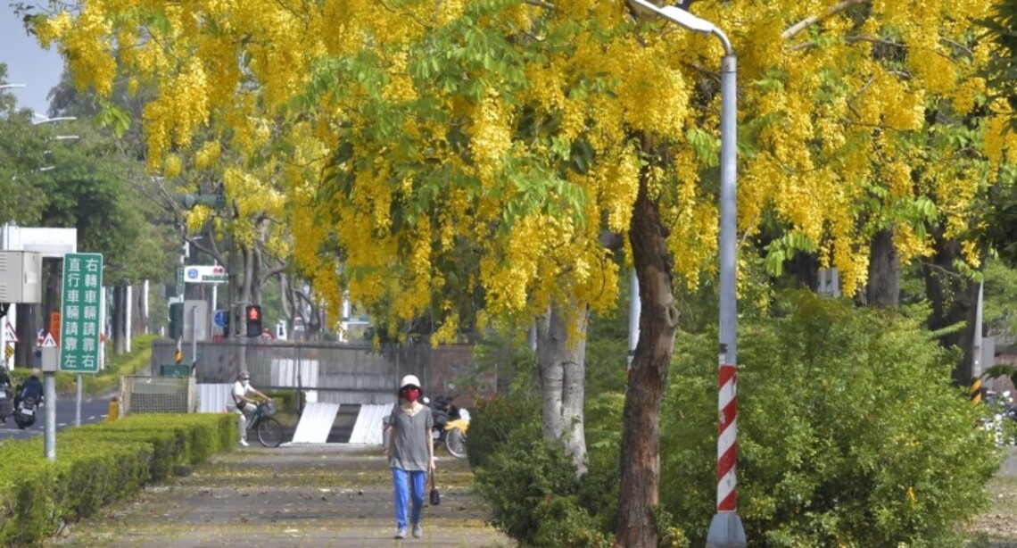 串串風鈴黃金雨    阿勃勒盛開！