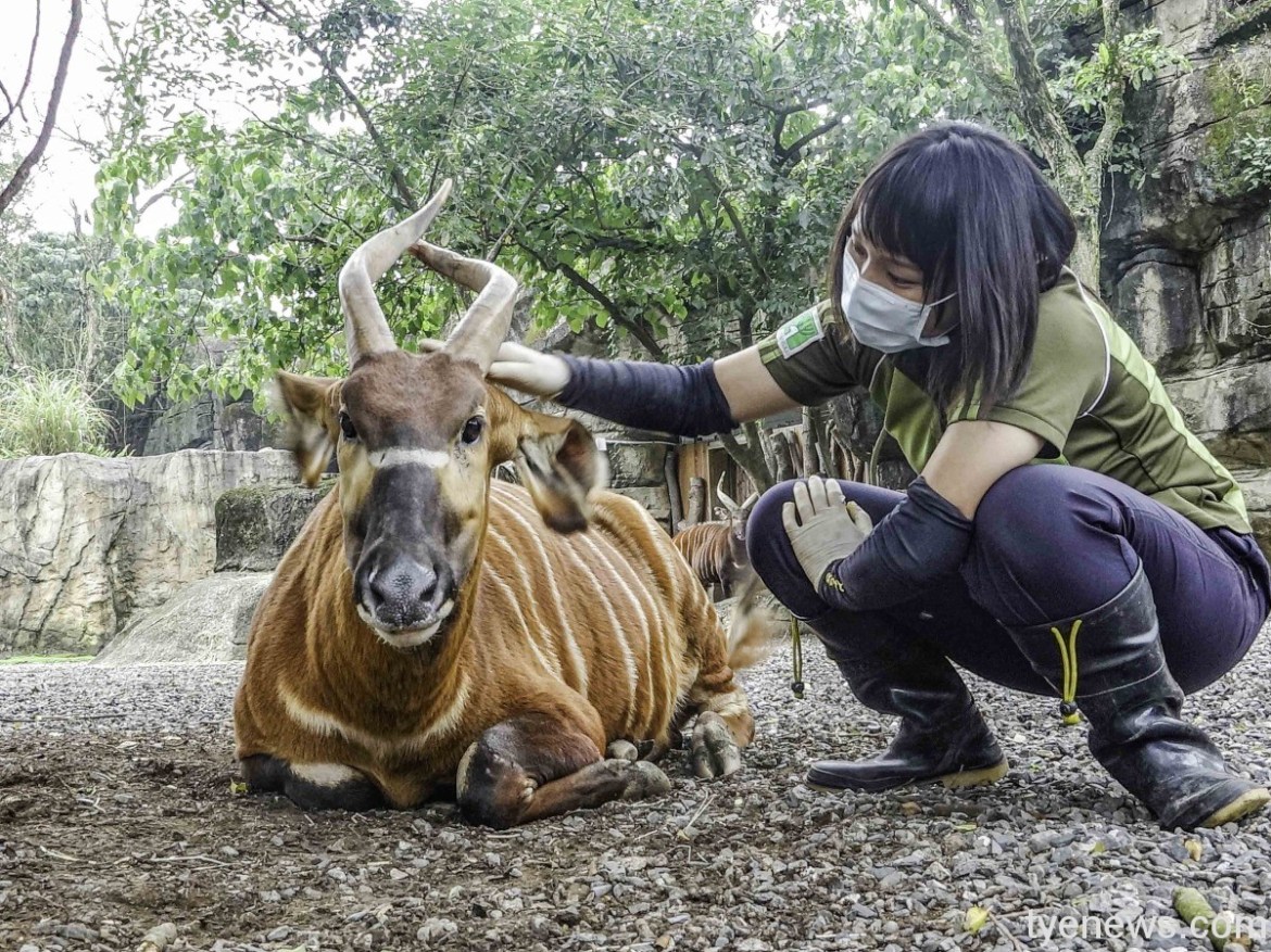 動物保育員一日行程大公開!憑十八般武藝月領30K 17 作為一名保育員,最重要的條件,是擁有一顆為動物著想的心。