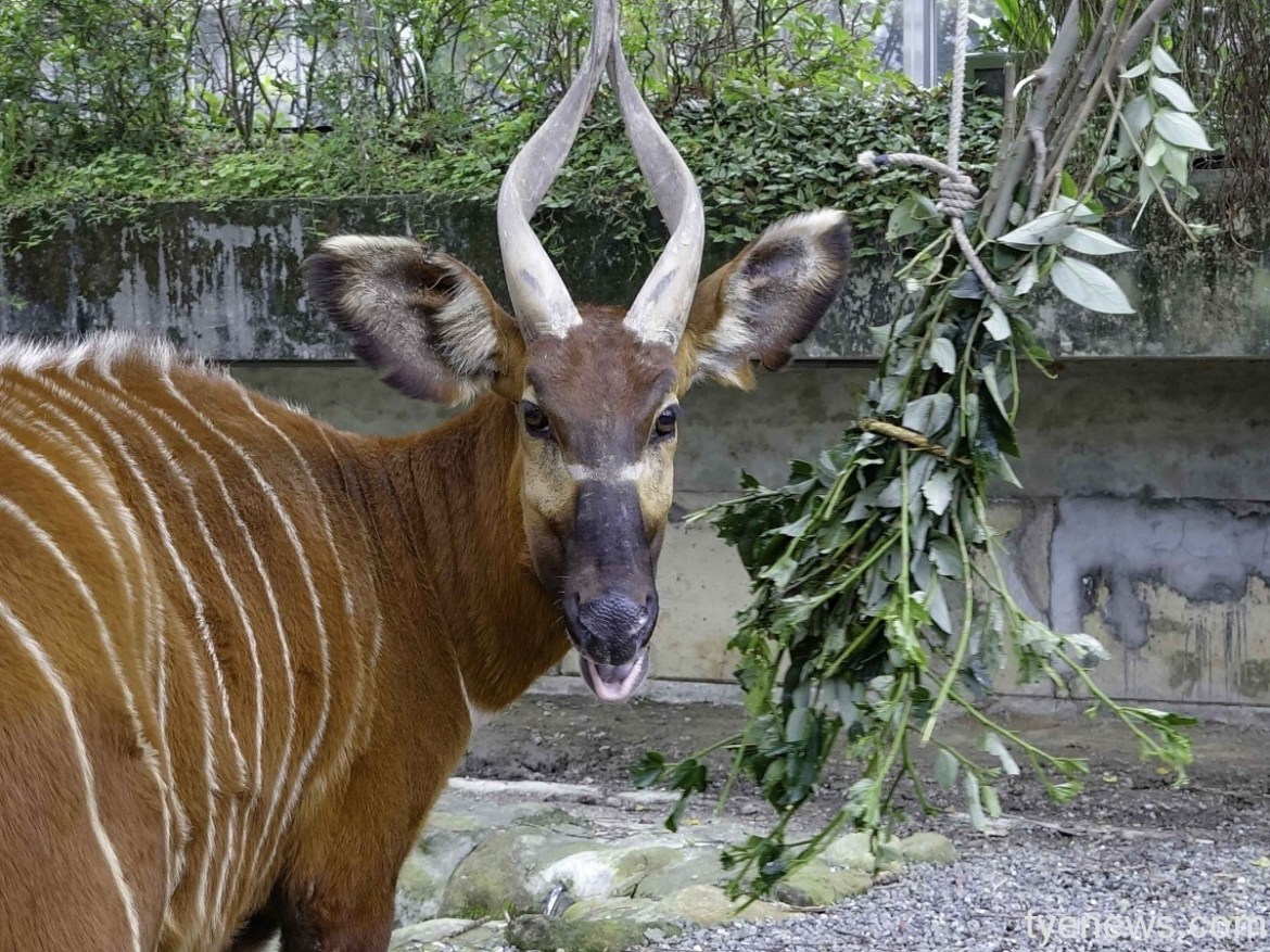 動物保育員一日行程大公開!憑十八般武藝月領30K 19 斑哥羚羊:保育員的工作是很辛苦的