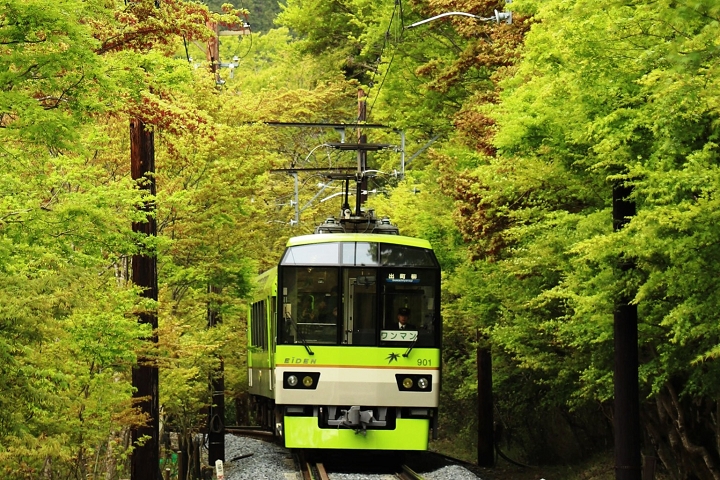 叡山電車夏季賞楓活動「綠楓葉隧道緩緩前行」從4月23日持續至5月31日。 圖:向日遊/提供