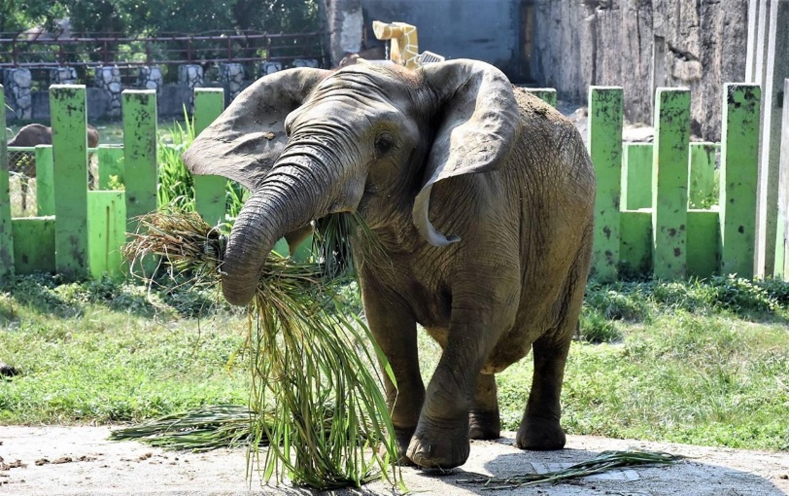 國際瀕危物種日巧遇520!不能沒有牠!壽山動物園「溫柔的巨獸」 大象阿里