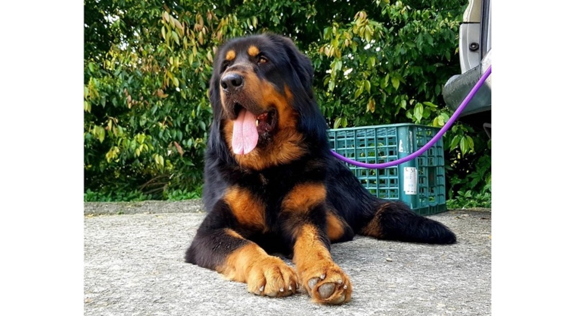 悲傷獒犬遇到愛 重拾笑顏找到幸福