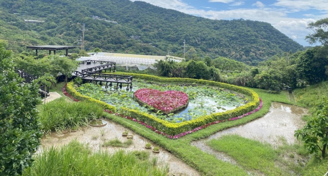 內湖白石湖社區百合花盛開在5月 ~ 來場最美農村之旅