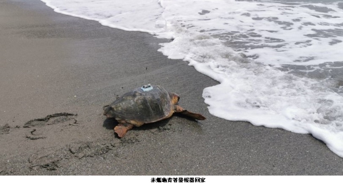 海保署首次野放裝設衛星發報器赤蠵龜 期瞭解洄游路徑