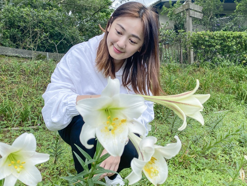 內湖白石湖社區百合花盛開在5月~來場最美農村之旅