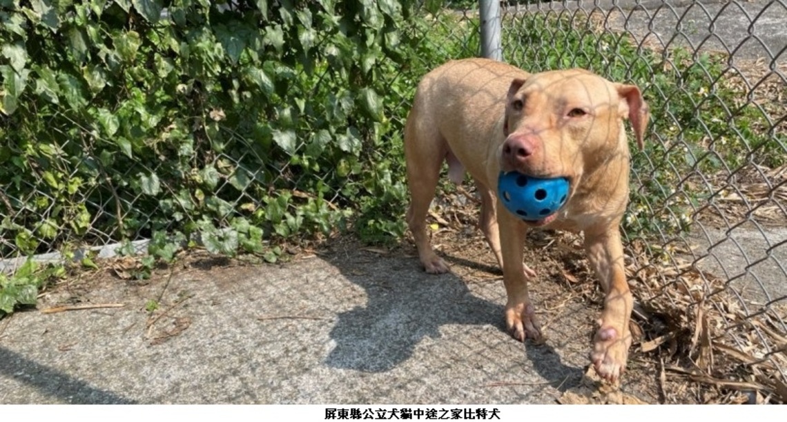 保護人畜安全 屏縣府邀請專業犬隻訓練師傳授訓犬秘訣