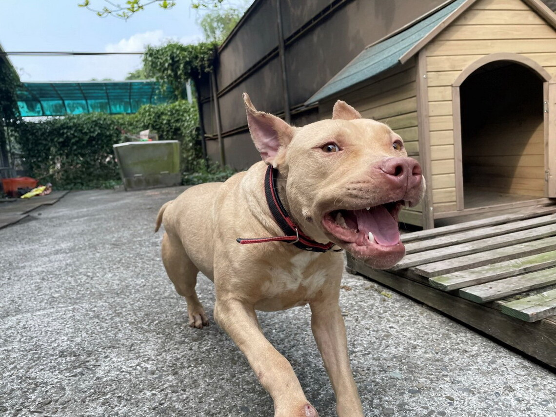 護人畜安全 屏縣府邀請專業犬隻訓練師傳授訓犬秘訣   /波新聞