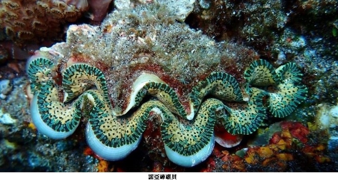 海委會預告七種硨磲貝列為珍貴稀有保育類動物