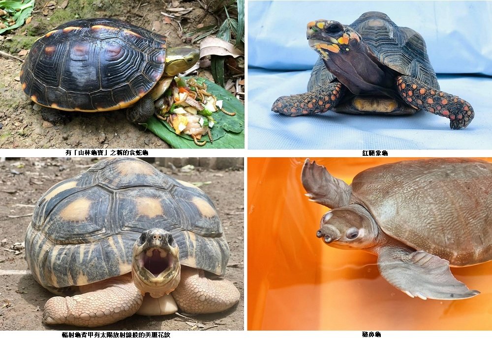 可能是箱龜、陸龜、戶外和文字的圖像