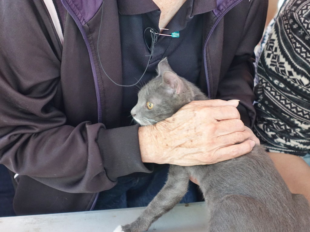 犬貓每年需依法完成狂犬病疫苗預防注射
