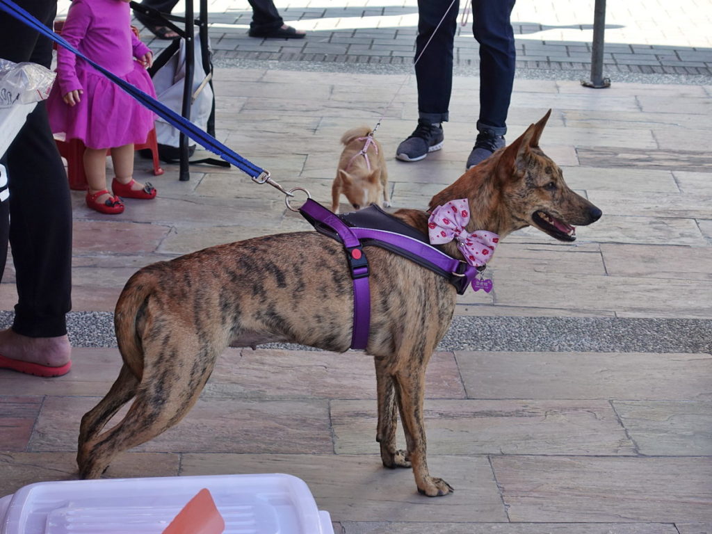 犬貓每年需依法完成狂犬病疫苗預防注射