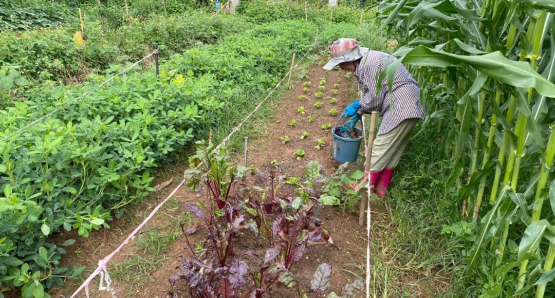 中市「環保農園」即起開放報名 抽30名幸運兒免費耕種5個月