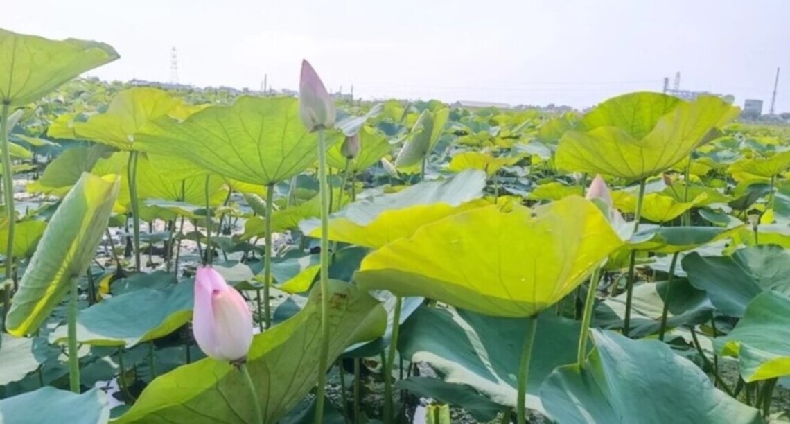 台南白河蓮花季將登場