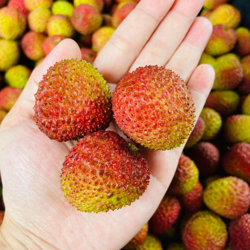 和其他荔枝不同,當玉荷包外皮變全紅就會錯過它最佳品嚐時機啦!