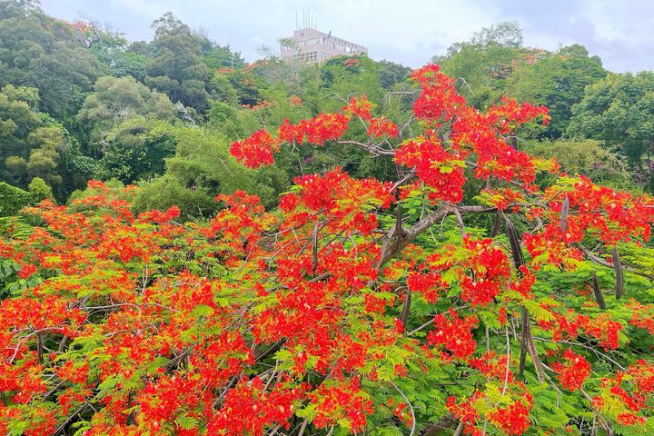 畢業季鳳凰花開,來彰化八卦山天空步道賞花。 圖:參山國家風景區管理處/提供