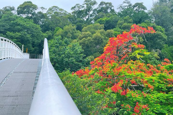 鳳凰花開了!彰化天空步道火紅花海綻放