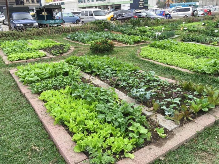 響應世界環境日 新北景觀處推都市農夫包抽獎活動營造可食地景