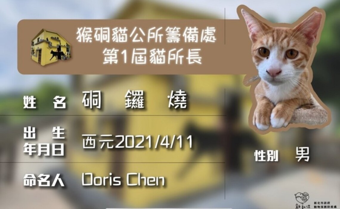 國際抱貓日 來與新北貓所長擁抱