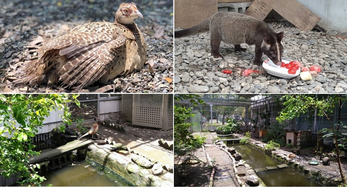 壽山動物園另類建教合作!內埔農工師生為動物轉學生環頸雉與白鼻心量身打造新環境