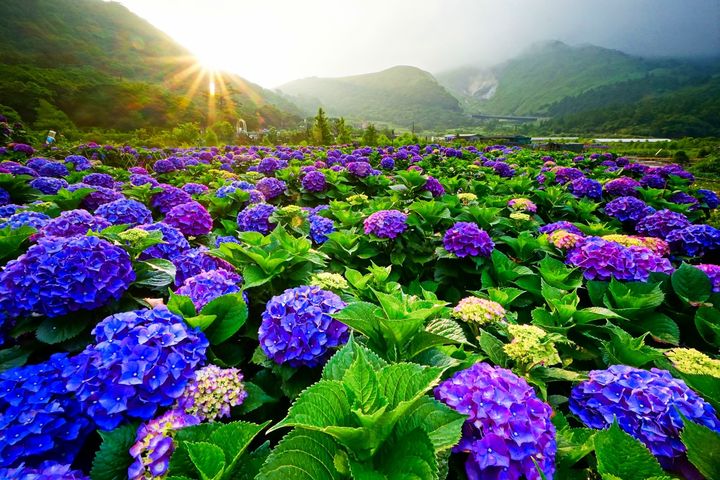 每年5月至6月間竹子湖地區繡球花盛開,是踏青散心的好選擇。 圖:臺北市政府觀光傳播局/提供