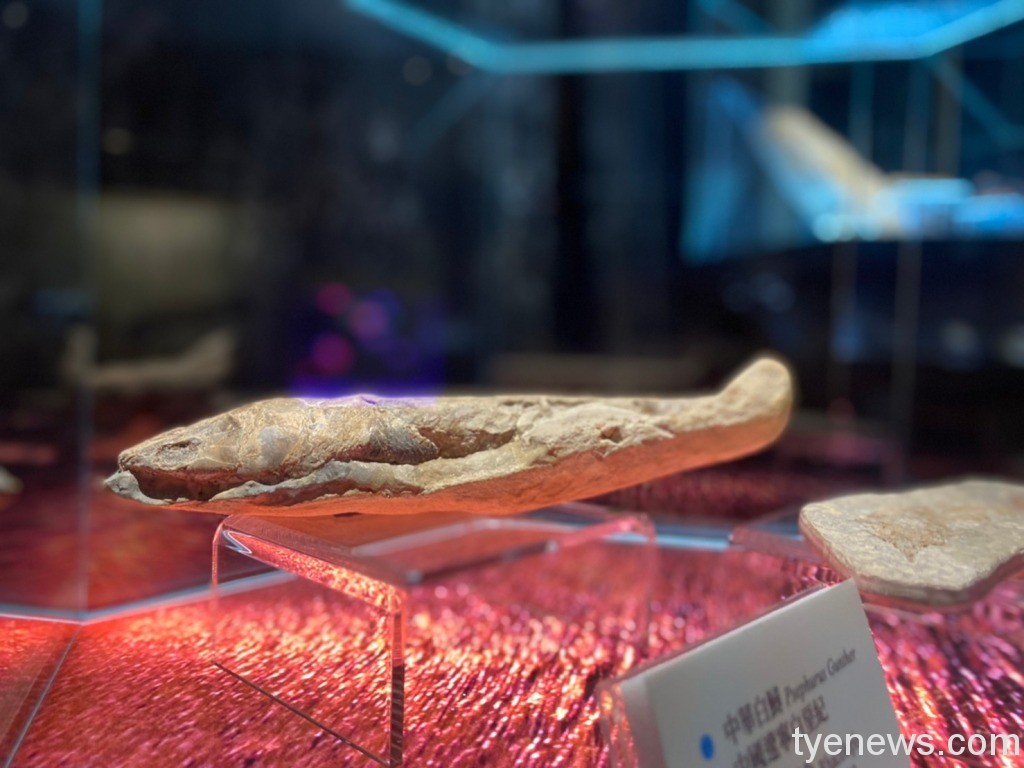 海科館「化石微型展」 一窺海洋古生物奧妙 19 媒 海科館化石微特展 1110530甯拍 55