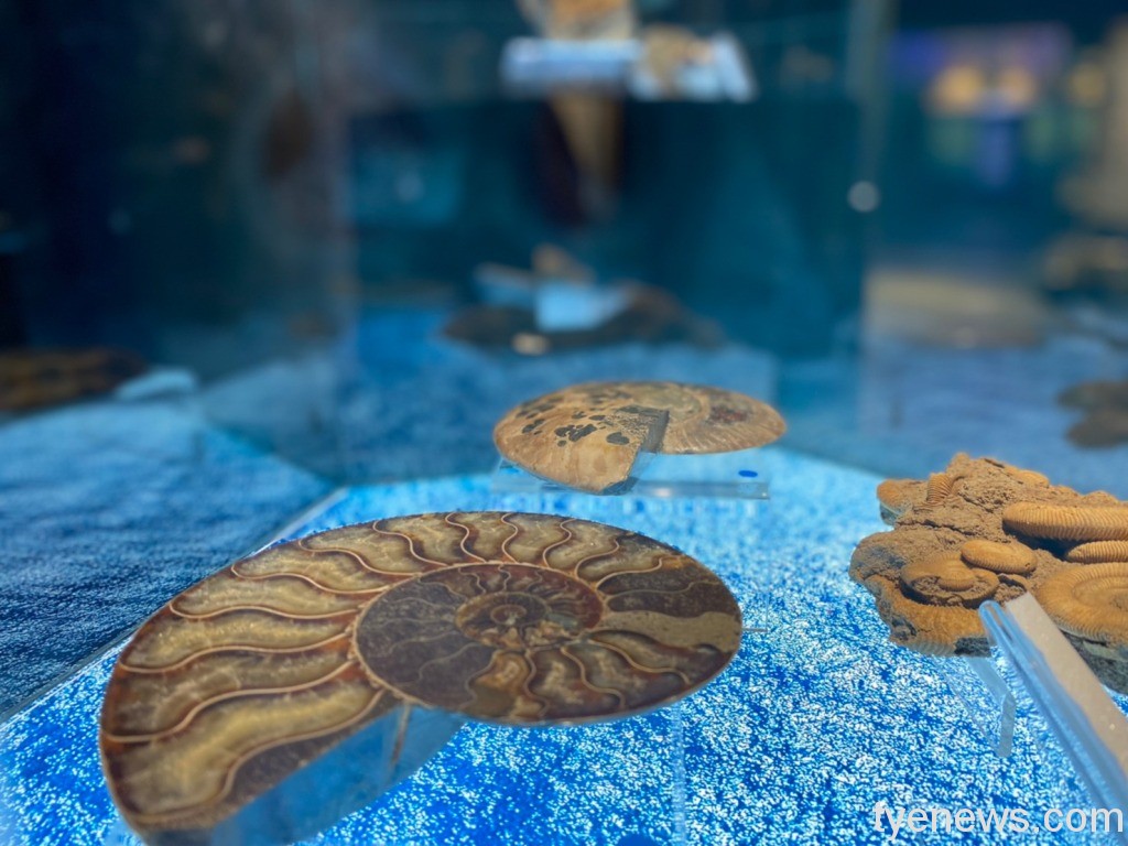 海科館「化石微型展」 一窺海洋古生物奧妙 20 媒 海科館化石微特展 1110530甯拍 65