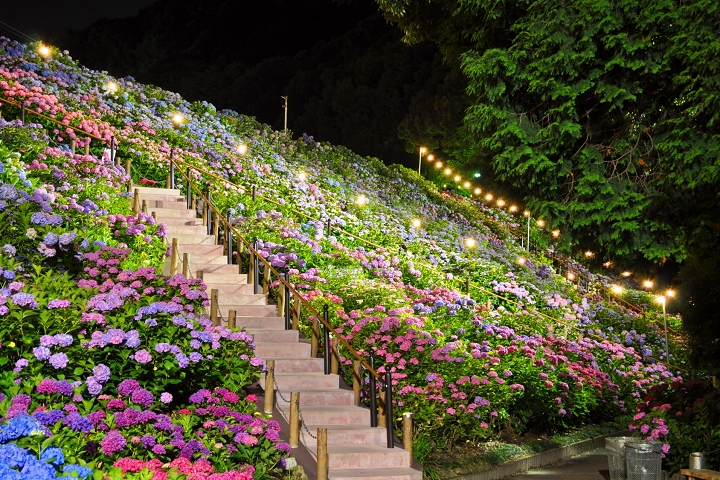 東海地方首屈一指的繡球花景點「形原溫泉鄉 繡球花之里」。 圖:日本旅行情報局/提供