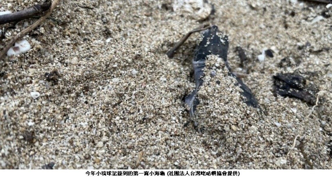 海域遊憩多留心    勿騷擾保育類綠蠵龜繁殖