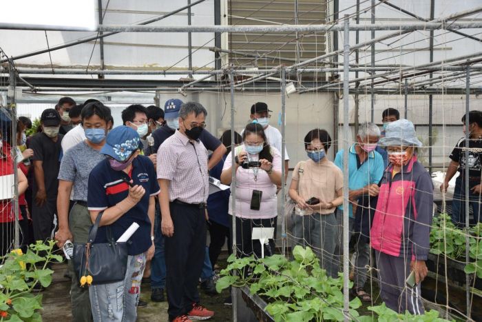 羽毛與廢菇包的結合利用 臺中區農改場開發洋香瓜專用本土緩效供肥介質
