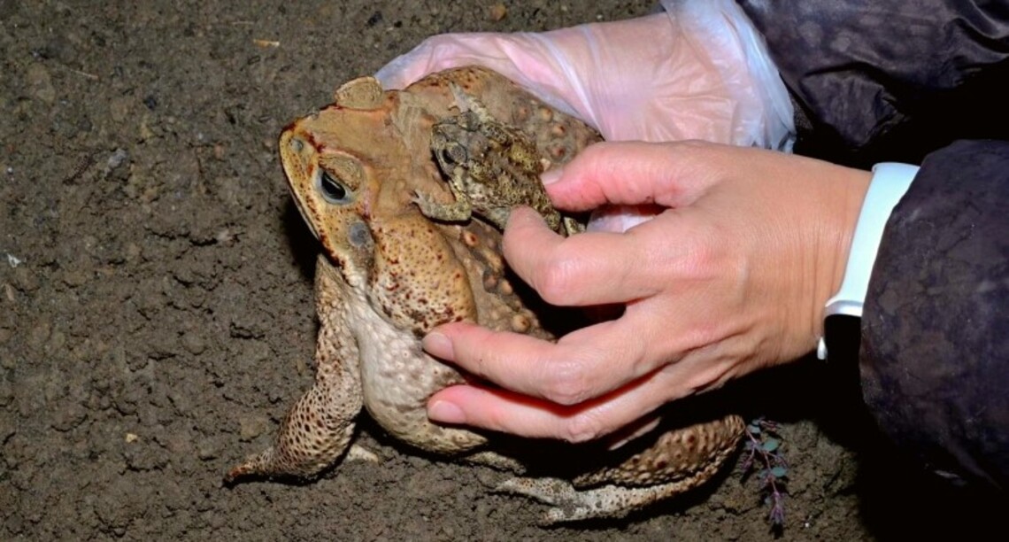 飼養海蟾蜍須於6/14前完成登記 逾期處1萬元以上5萬元以下罰鍰