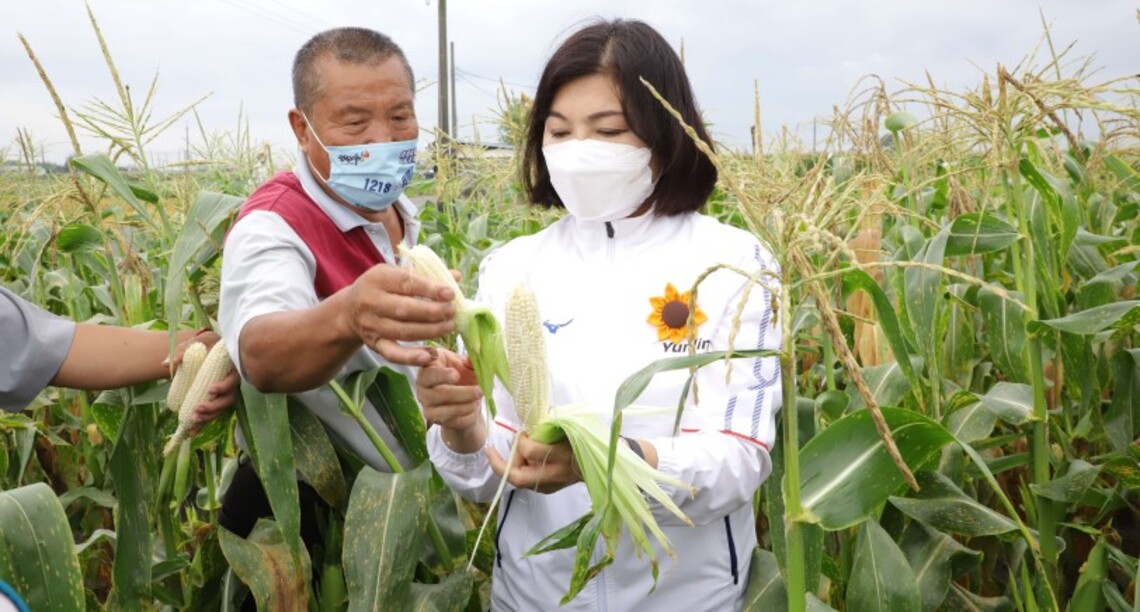 張麗善現勘玉米受損情形 建議中央將雲林縣食用玉米列入災害救助