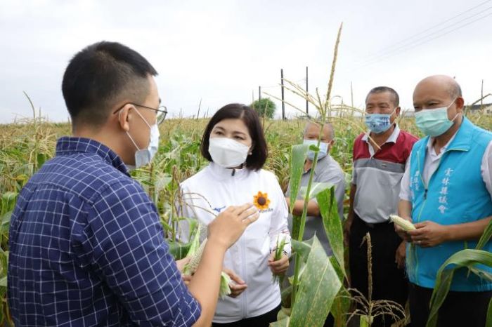 張麗善現勘玉米受損情形 建議中央將雲林縣食用玉米列入災害救助