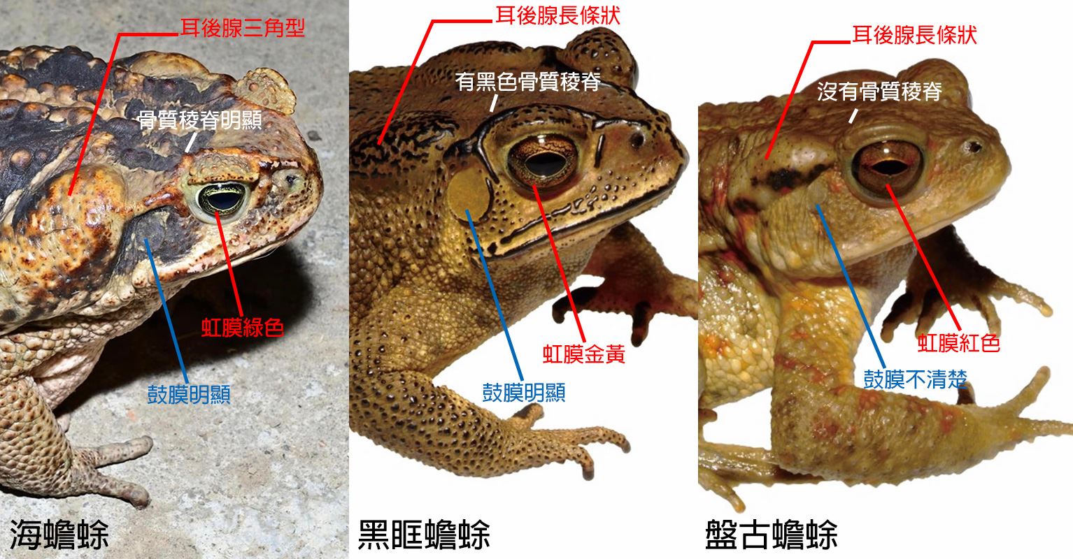 飼養海蟾蜍須於6月14日前完成登記 逾期處1萬元以上5萬元以下罰鍰