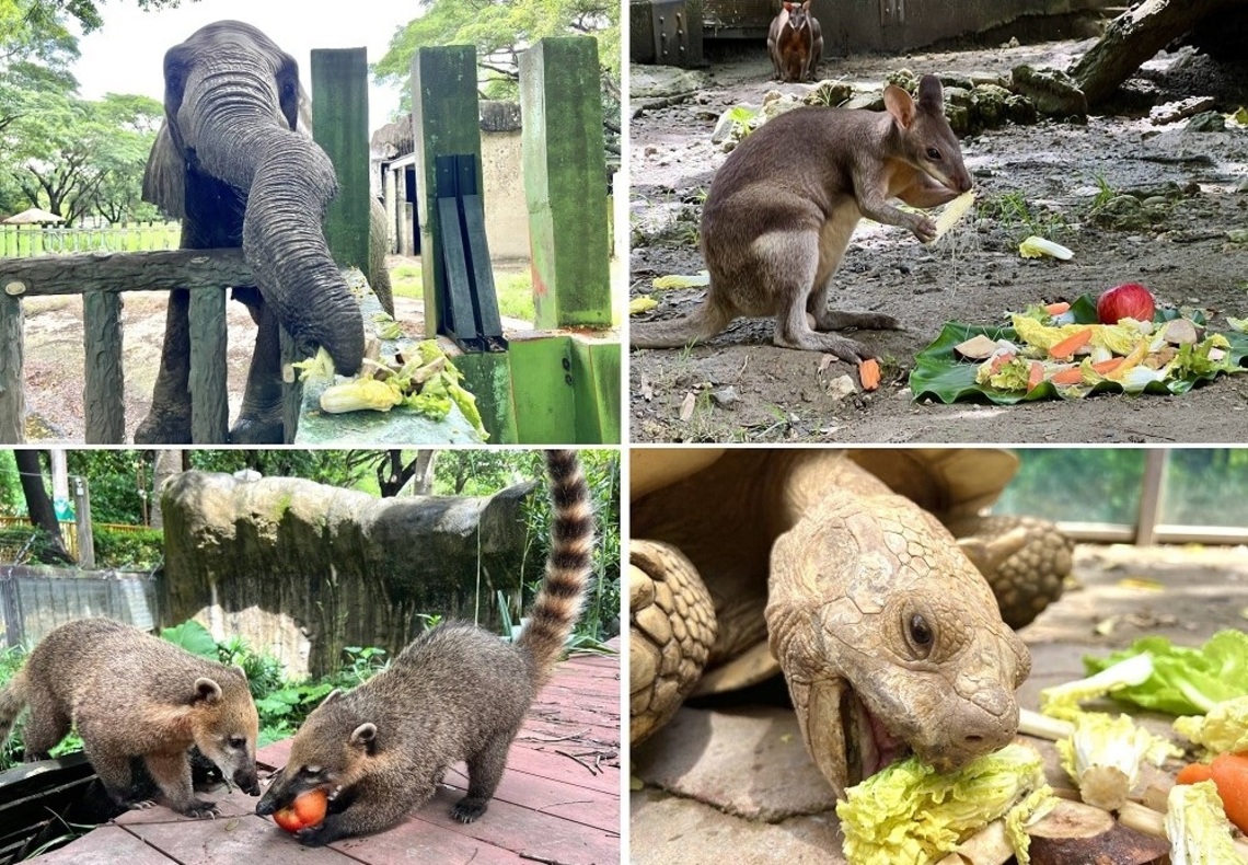 壽山動物園x家樂福「續食計畫」啟動 大象「阿里」及動物好友們大快朵頤