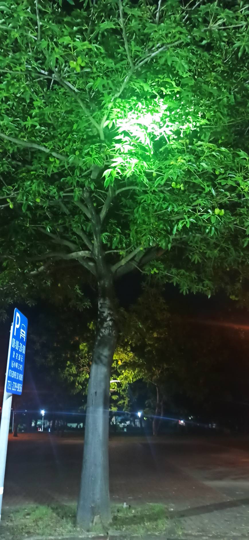 高市夜間空氣瀰漫豬屎惡臭 環保局漏夜追查 行道樹掌葉蘋婆惹的禍