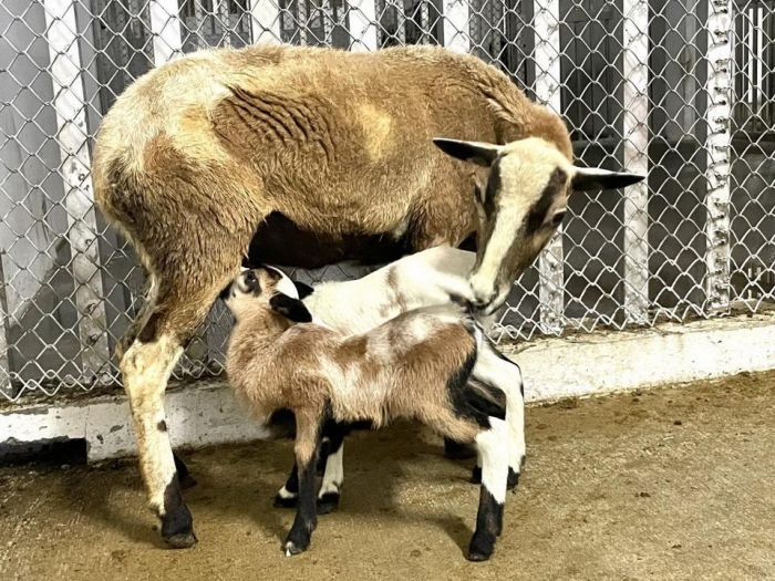 壽山動物園迎來新生潮 狐獴、黑肚綿羊及絨鼠傳來喜訊