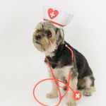 cute dog in nurse hat on light background
