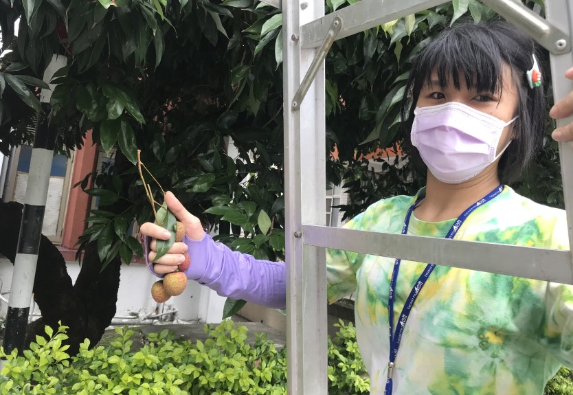 ▲學童們興高采烈的採摘荔枝 (圖/台中豐原分局 提供)