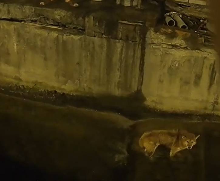 ▲柴犬深夜掉入大排水溝、久吠不停，民眾趕緊報警求助     (圖/台中霧峰分局 提供)