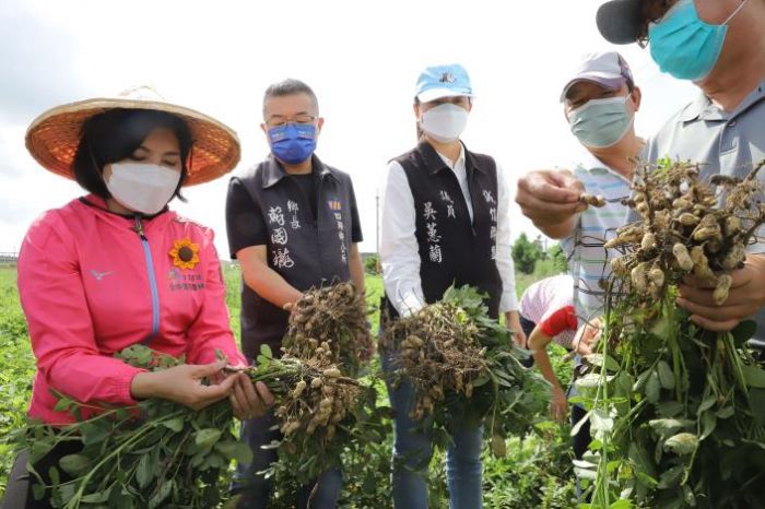 張麗善會勘四湖鄉落花生果莢黑殼發芽受損情形