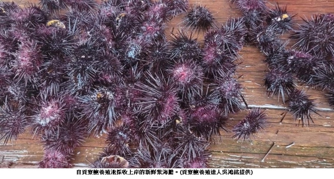 東北角夏季限定珍饌美味 貢寮鮑池養殖紫海膽