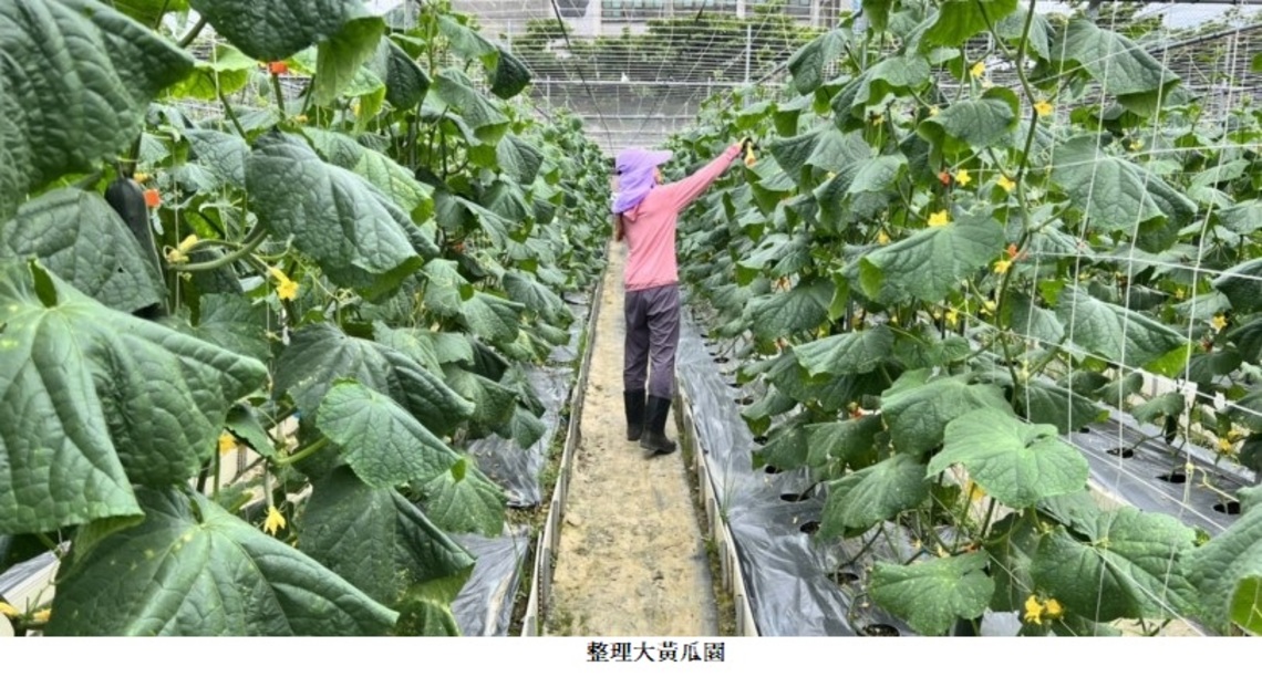 中市府助求職者加入「農事服務團」 就業獎勵金最高可領10萬5,600