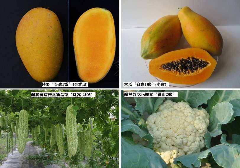 可能是食物和戶外的圖像