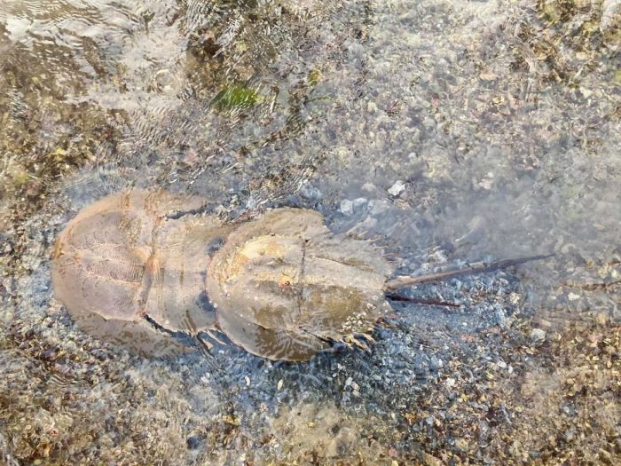 國際鱟保育日 澎湖海洋生物研究中心許家村海域放流鱟